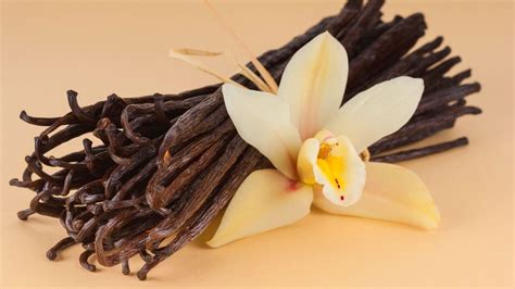 orchid that produces vanilla beans.